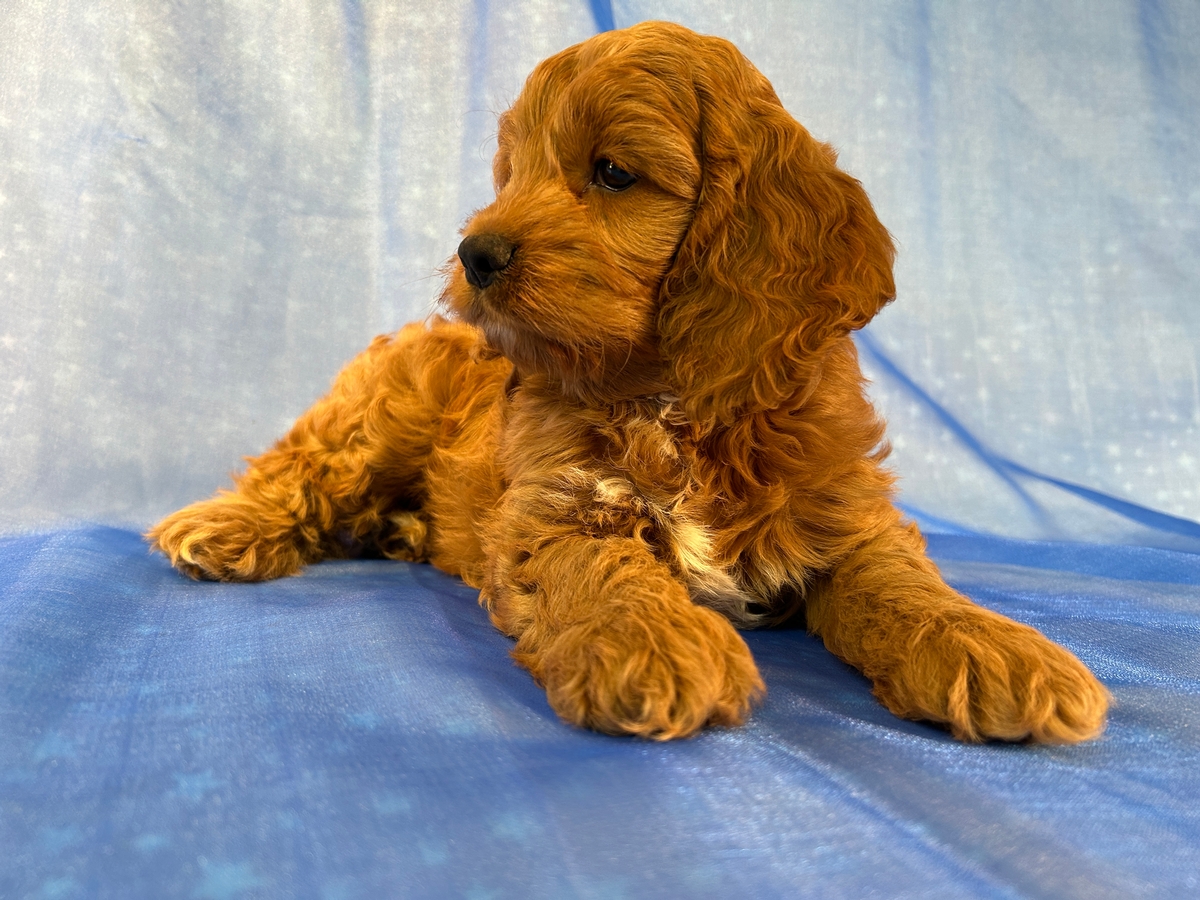 Male F1 Cockapoo Puppy for Sale DOB 3-27-2026 $950